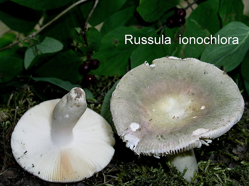 Russula ionochlora-amf1750.jpg - Russula ionochlora ; Syn1: Russula grisea var.ionochlora ; Syn2: Russula grisea ; Nom français: Russule verte et violette